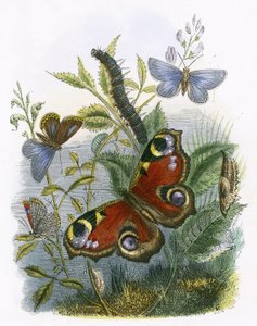 El vivario de las mariposas