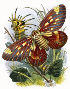 El vivario de mariposas
