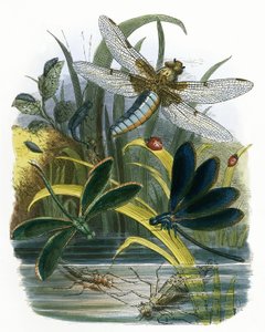 El vivario de mariposas