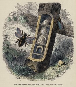 La abeja carpintera, su nido y alimento para su cría de English School
