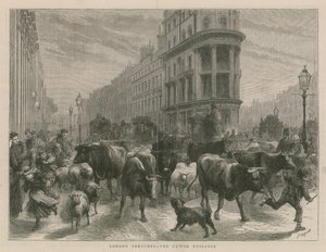 La molestia del ganado