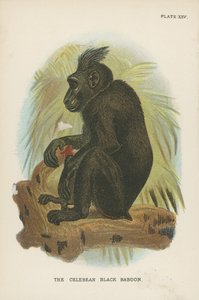 El babuino negro de Célebes de English School