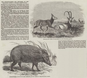 El Choiropotamus y Leucoryx en los Jardines de la Sociedad Zoológica, Regent