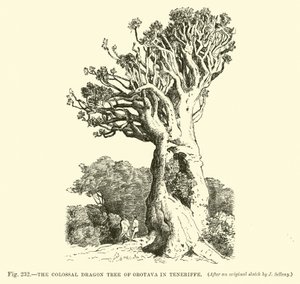 El Colosal Árbol Dragón de Orotava en Tenerife de English School
