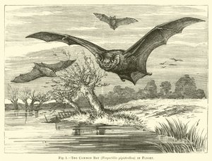 El murciélago común, Vespertilio pipistrellus, en vuelo de English School