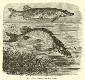 El lucio común, Esox lucius