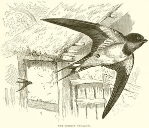 La Golondrina Común de English School