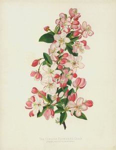 El cangrejo de flores abundantes, Pyrus (Malus) Floribunda