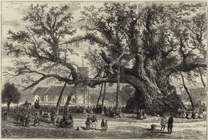 El roble de Cowthorpe de English School