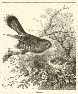 El Cuco (grabado) de English School