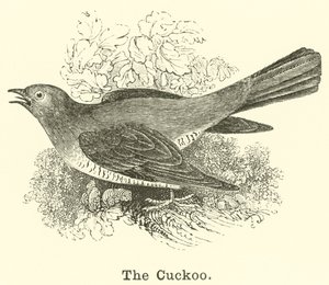 El cuco