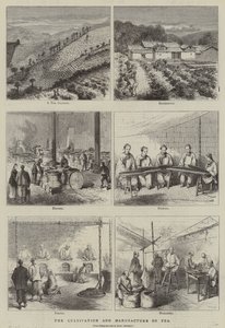 El cultivo y la fabricación del té (grabado)