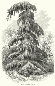 El Cedro Deodar (grabado) de English School