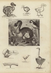 El Dodo de English School