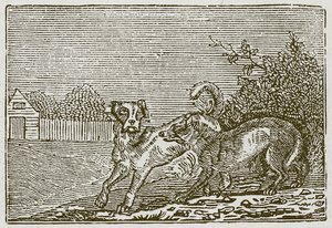 El perro y el lobo (grabado) de English School