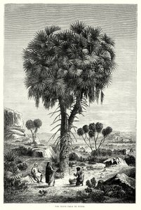 La palmera Doum en Nubia (grabado) de English School