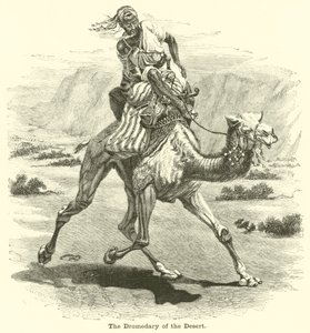 El dromedario del desierto de English School