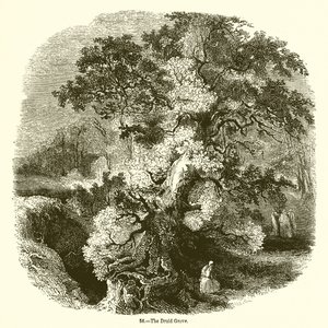 El Bosque de los Druidas