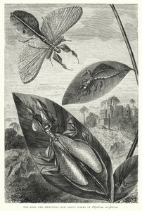 Los huevos y las formas inmaduras y adultas de Phyllium siccifolium (grabado) de English School