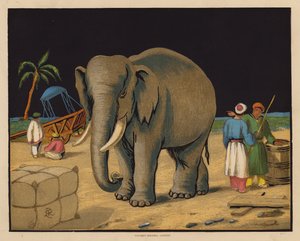 El elefante (litografía en color) de English School
