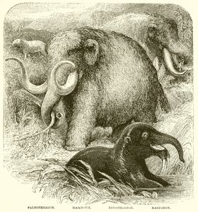 El Elefante de English School