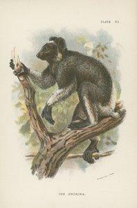 El endrina de English School