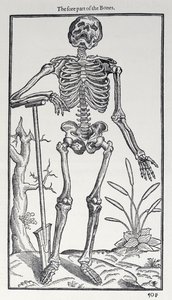 La parte delantera de los huesos, lámina de The Historie of Man publicada por John Banister (1540-1610), 1578