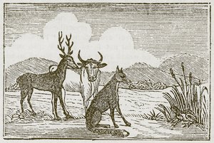 La rana y la zorra (grabado) de English School