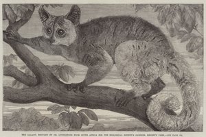 El galago, traído por el Dr. Livingstone de Sudáfrica para los jardines de la Sociedad Zoológica, Regent