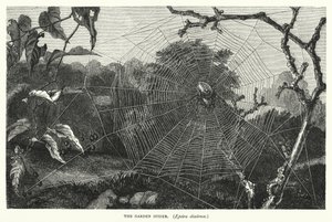 La araña de jardín, Epeira diadema (grabado)