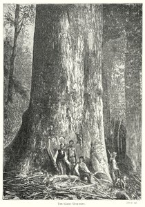The Giant Gum-Tree (grabado) de English School
