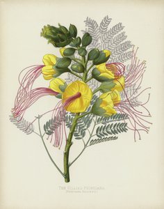 La Poinciana de Gillies, Poinciana Gilliesii de English School