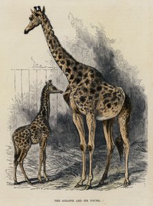 La jirafa y su cría