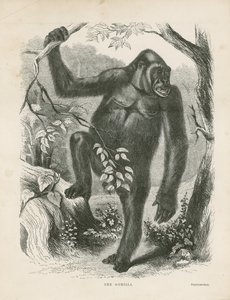 El gorila, frontispicio de Exploraciones y Aventuras en África Ecuatorial por Paul B du Chaillu de English School