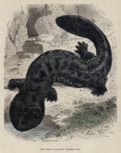 La gran salamandra japonesa