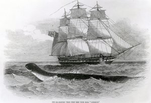 El Gran Serpiente Marina cuando fue vista por primera vez desde el H.M.S. Daedalus