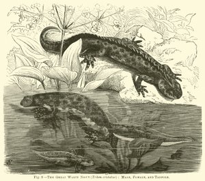El gran tritón verrugoso (Triton cristatus), macho, hembra y renacuajo