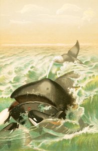 La ballena de Groenlandia de English School