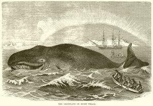 La Ballena de Groenlandia o Ballena Franca
