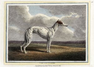 El galgo, pub. 1812 de English School