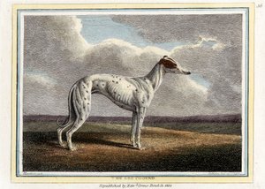 El galgo, pub. 1812 de English School