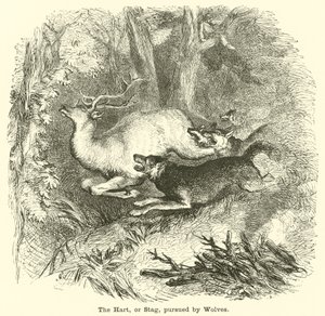 El ciervo perseguido por lobos de English School