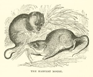 El ratón de campo (grabado) de English School