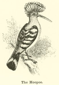 La abubilla de English School