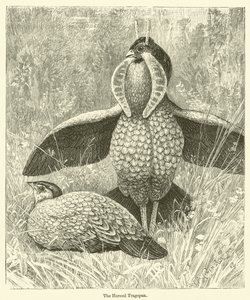 El Tragopan cornudo (grabado) de English School