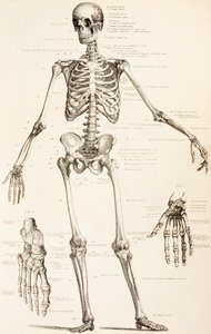 El Esqueleto Humano, c.1890