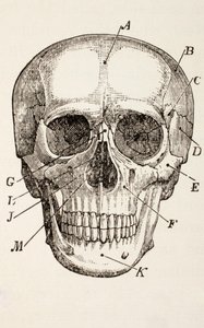 El Cráneo Humano, c.1890 de English School