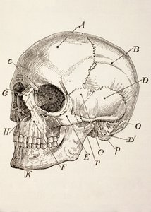 El Cráneo Humano, c.1890 de English School
