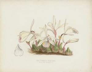 La Pleione Humilde, Pleione Humilis
