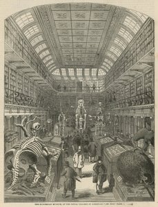 El Museo Hunteriano en el Real Colegio de Cirujanos de English School